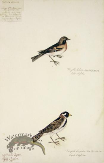 88 Swedish Birds . Fringilla Lulonsis, Finch Family